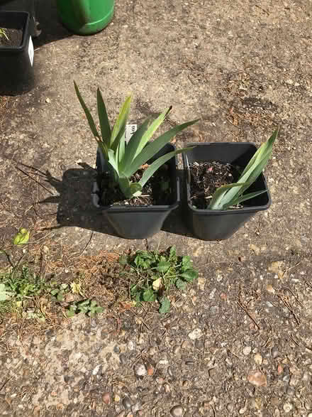 Photo of free Two Sisyrinchium (Burnham on Crouch CM0) #1