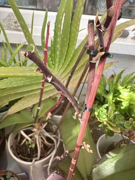 Photo of Orchids/ dead or finished flowering (Oldfield Park) #2