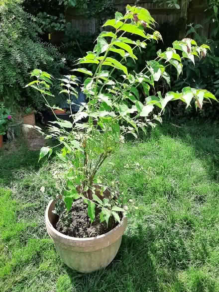 Photo of free Himalayan Honeysuckle (Bexhill TN39) #1