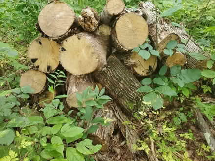 Photo of free Firewood (Hyde Park (Hyde Park (central -east)) #1