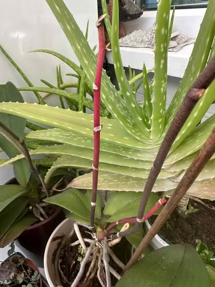 Photo of Orchids/ dead or finished flowering (Oldfield Park) #1