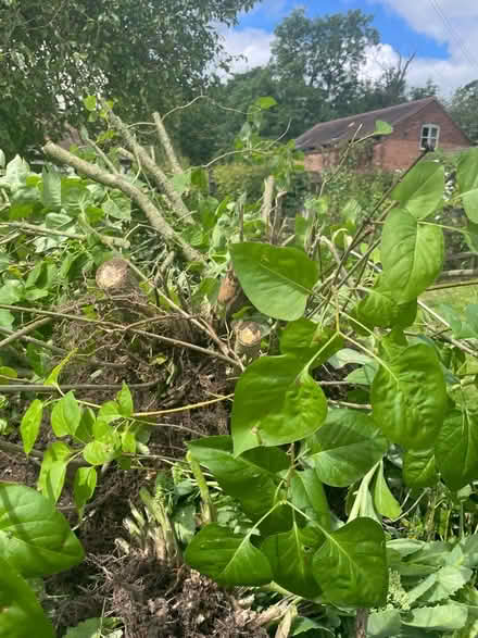 Photo of free Clump of white lilac (WR13 Berrow) #2