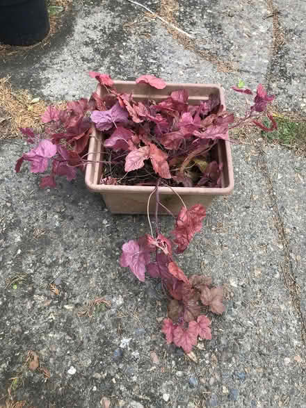 Photo of free Heuchera plant (Burnham on Crouch CM0) #1