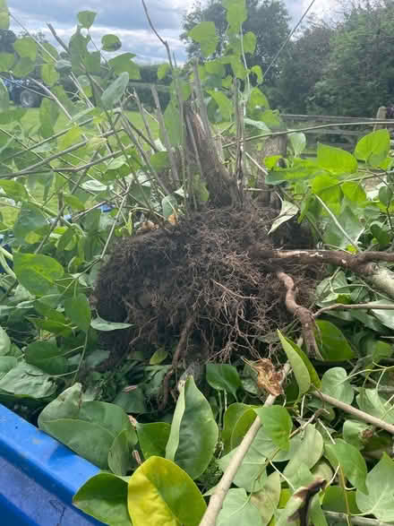 Photo of free Clump of white lilac (WR13 Berrow) #1