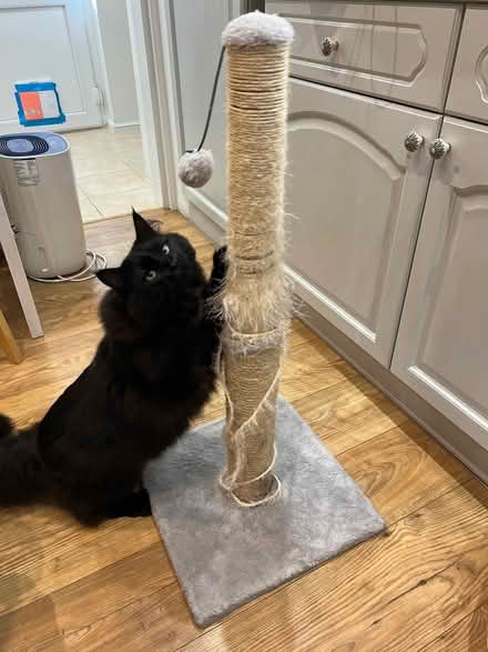 Photo of free Scratch post (cat not included) (Chearsley, HP18) #1