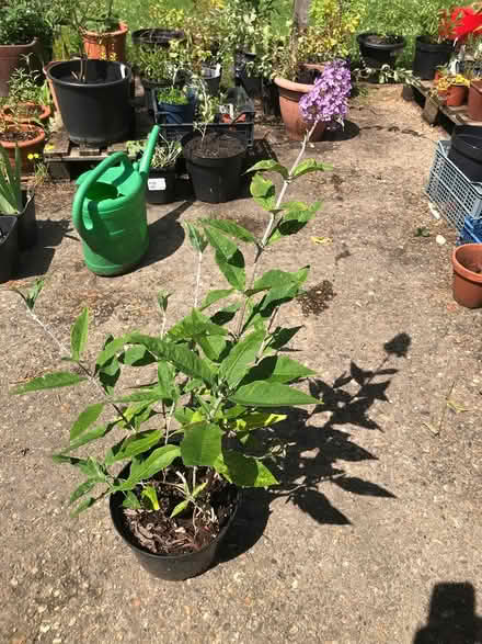 Photo of free Buddleia plant (Burnham on Crouch CM0) #1