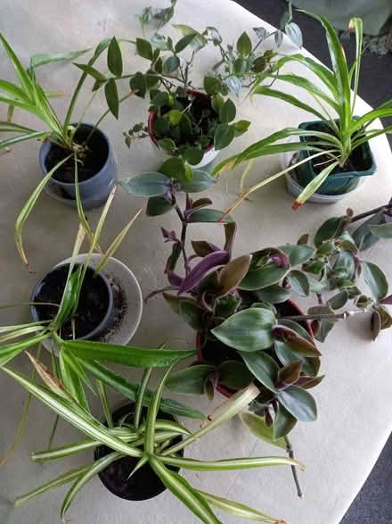 Photo of free Houseplants (AB24) #1