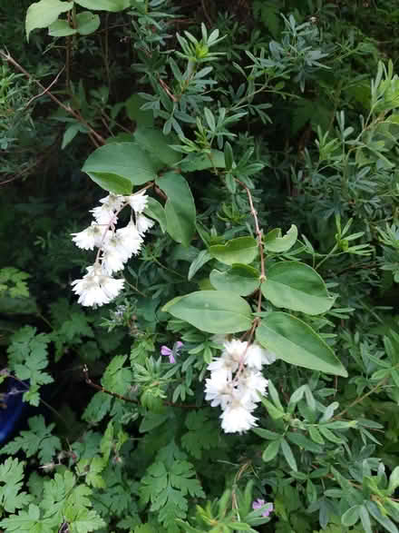 Photo of free Plants: Yucca, Philadelphus, Privet, Hawthorn. (Woodingdean BN2) #2