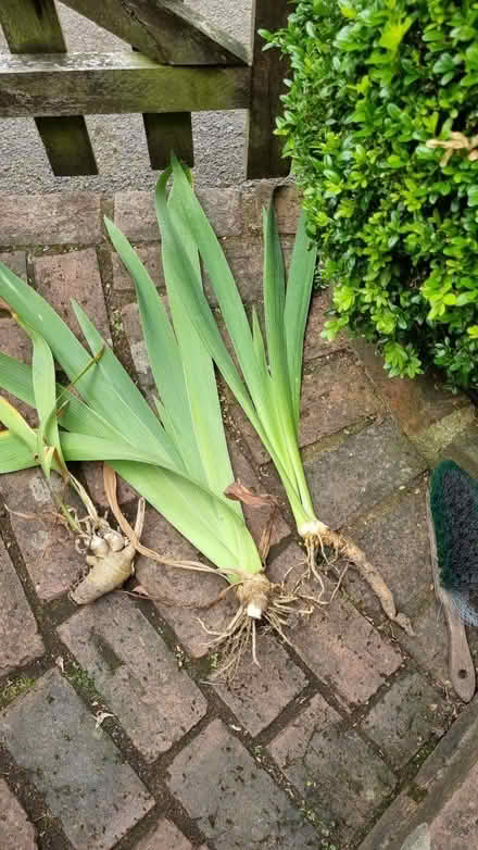 Photo of free Iris rizone (South Tonbridge TN9) #1