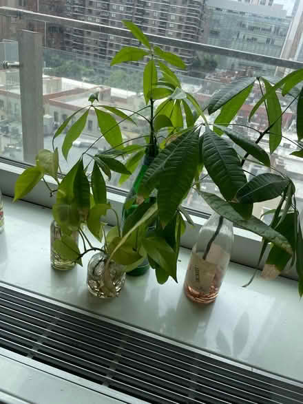 Photo of free 2 money tree, 2 pothos cuttings (Upper east side) #1
