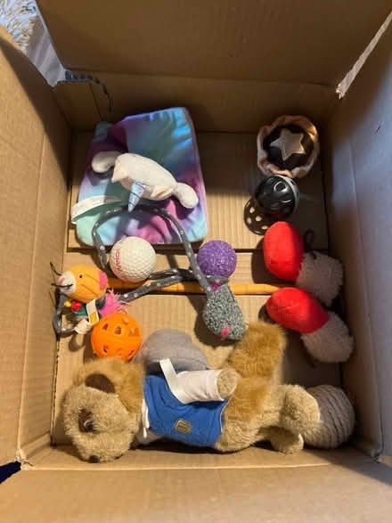 Photo of free Cat toys (Wandle Park) #1