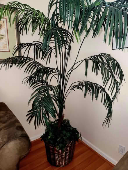 Photo of free Quality Tall Faux Palm Tree (San Mateo near Hillsdale/101) #1