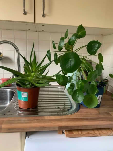 Photo of free Plants (Garston L19) #1
