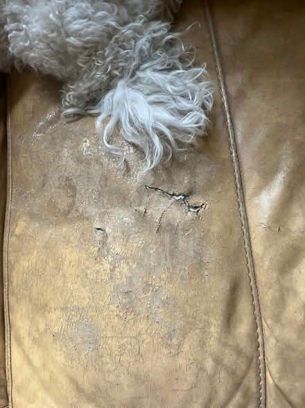 Photo of free Leather couch (Cherrydale area N Arlington) #2