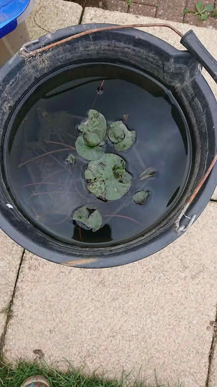 Photo of free Water lily (SG8 (Melbourn)) #1