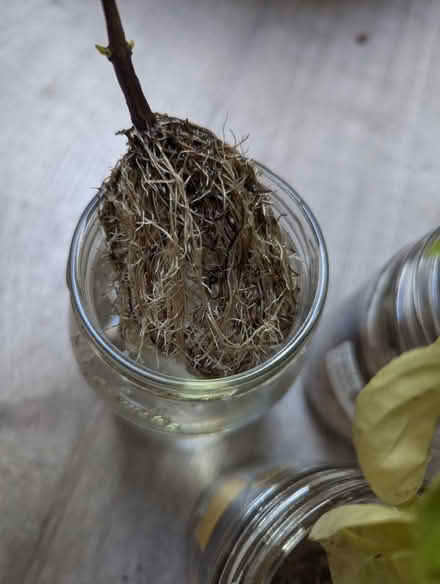 Photo of free Basil in water (North City Elementary school) #2