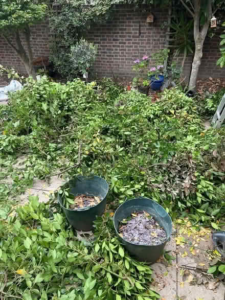 Photo of free Fresh bay leaves. Thousands of them (SW11) #1