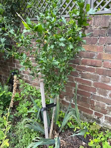 Photo of free Hibiscus (E8 London Fields) #1