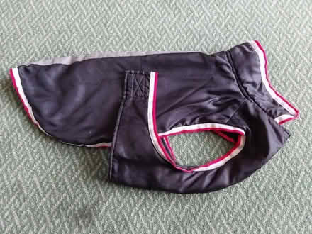 Photo of free Dog Coat Small Collie (Hertford SG14) #1