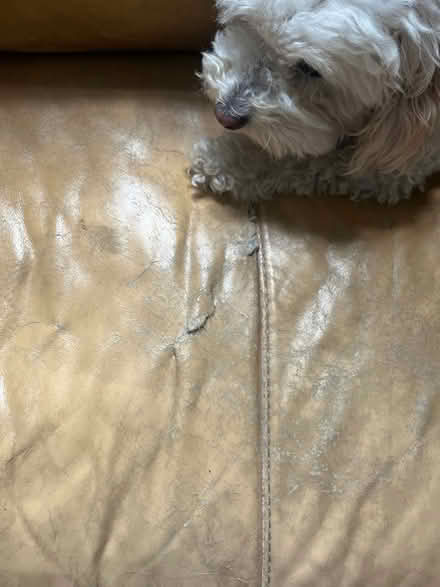 Photo of free Leather couch (Cherrydale area N Arlington) #4