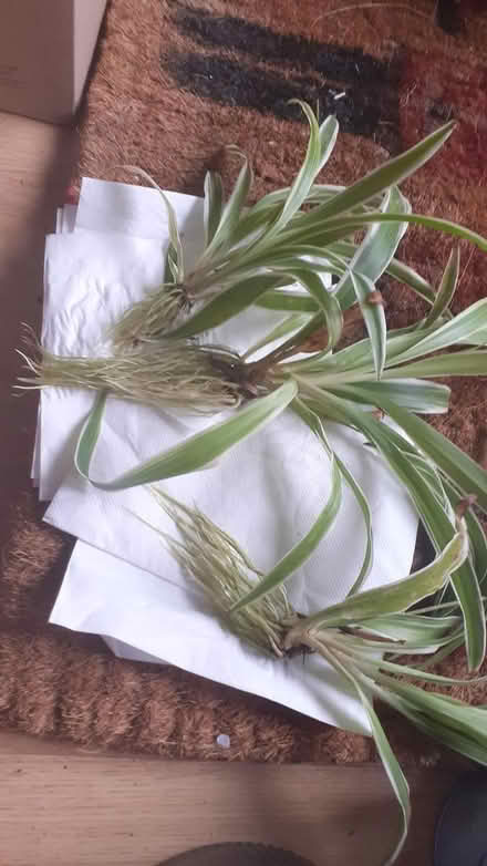 Photo of free Baby spider plants (Shadwell E1) #1
