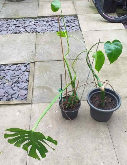Photo of free Plants (PR4 walmer bridge) #1