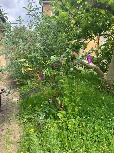 Photo of free Buddleia (Rusthall TN4) #1