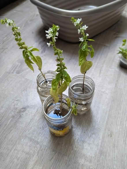 Photo of free Basil in water (North City Elementary school) #1