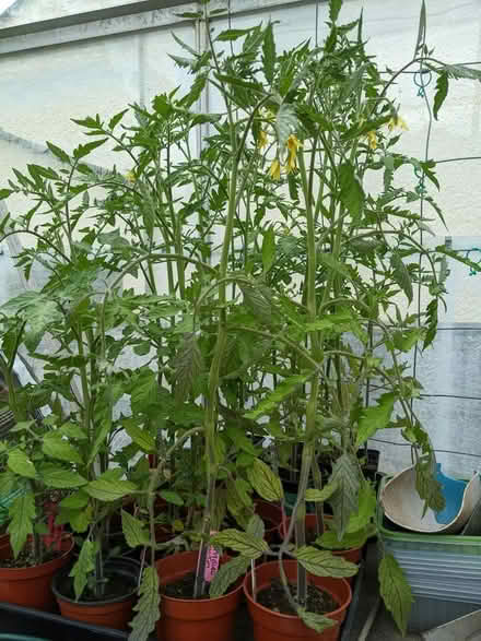 Photo of free Tomato plants (Bolton le Sands LA5) #1