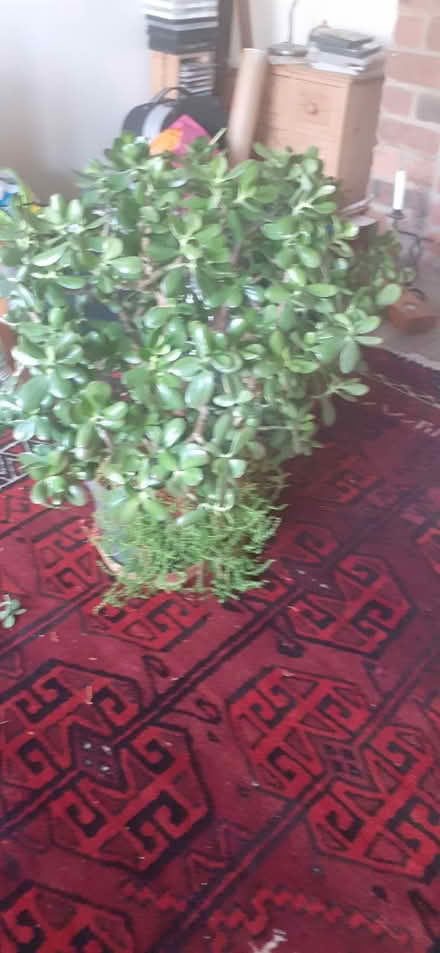Photo of free indoor plant (Norfolk Park S2) #1