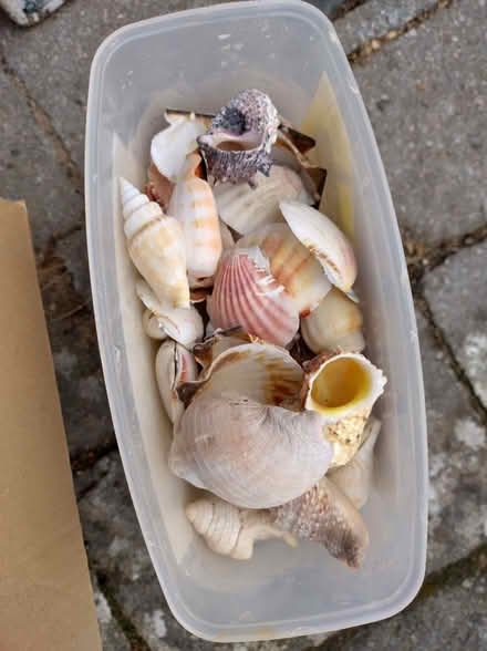 Photo of free A plastic box full of sea shells (Binley CV3) #1