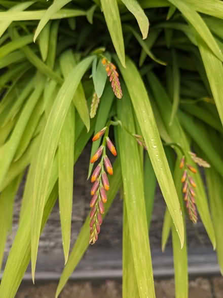 Photo of free Crocosmia plant (Middlewood S6) #1