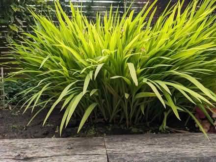 Photo of free Crocosmia plant (Middlewood S6) #2