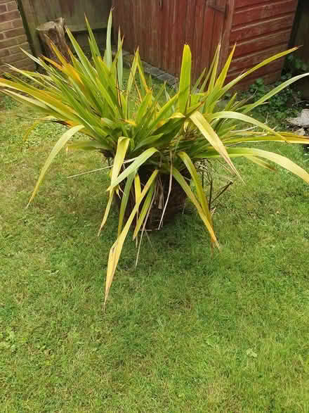 Photo of free Phormium (Colehill BH21) #1