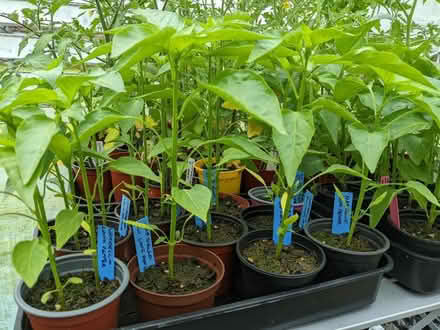 Photo of free Pepper plants (Bolton le Sands LA5) #1