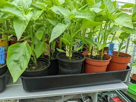 Photo of free Pepper plants (Bolton le Sands LA5) #3