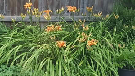 Photo of free Day lilies (Broughton Gifford, SN12) #1