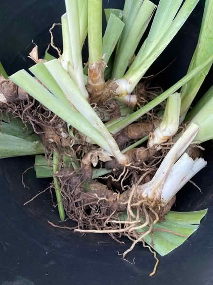 Photo of free Healthy Iris rhizomes (Kenilworth, Borehamwood) #1