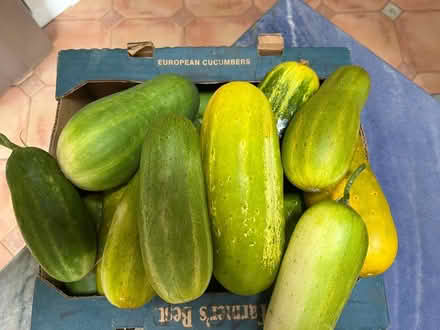 Photo of free Overgrown but edible cucumbers (Oakland) #2