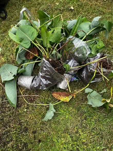 Photo of free Plants- Persicaria Bistorta (Letchworth) #1