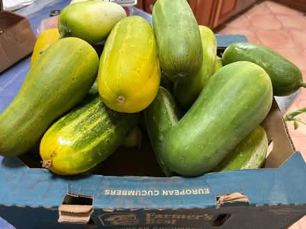 Photo of free Overgrown but edible cucumbers (Oakland) #1