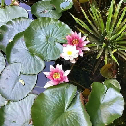 Photo of free Water lily (Surrenden BN1) #2