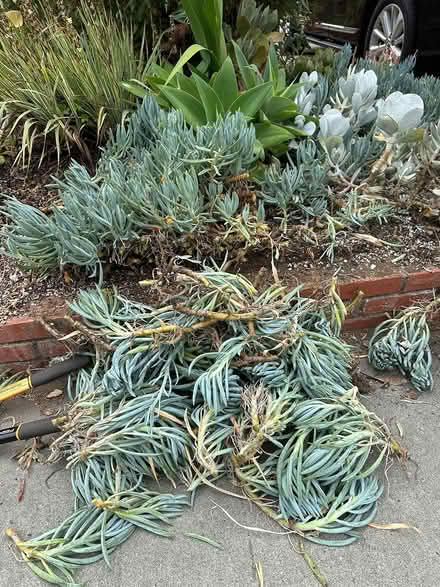 Photo of free LOTS of succulents (Mill Valley) #3