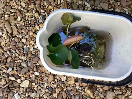 Photo of free Water lily (Surrenden BN1) #1