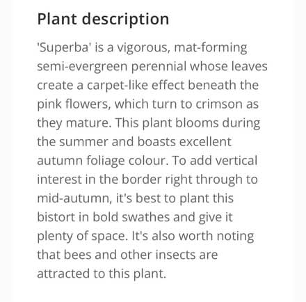 Photo of free Plants- Persicaria Bistorta (Letchworth) #3