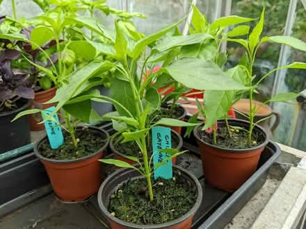 Photo of free Pepper plants (Bolton le Sands LA5) #2