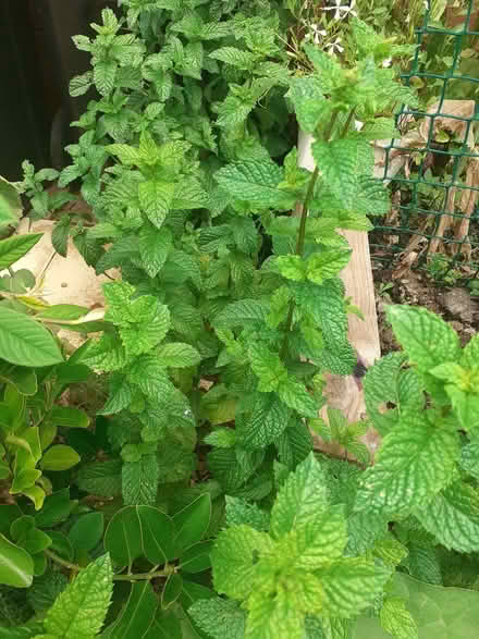 Photo of free English mint plants (Kents Hill MK7) #2