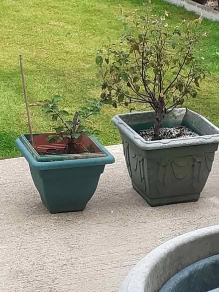 Photo of free Cherry tree and a Apricot tree (Dagenham RM8) #1