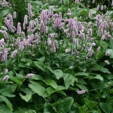 Photo of free Plants- Persicaria Bistorta (Letchworth) #2