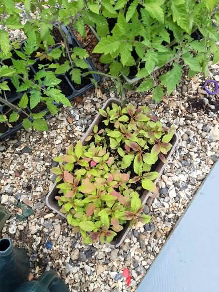 Photo of free Tomato and amaranth plants (Rose Hill OX4) #1